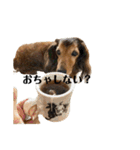 ミニチュアダックスかいちゃん 犬の日常②（個別スタンプ：10）