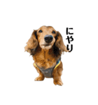 ミニチュアダックスかいちゃん 犬の日常②（個別スタンプ：12）