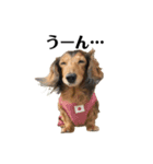 ミニチュアダックスかいちゃん 犬の日常②（個別スタンプ：14）