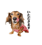 ミニチュアダックスかいちゃん 犬の日常3（個別スタンプ：1）
