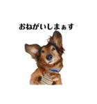 ミニチュアダックスかいちゃん 犬の日常3（個別スタンプ：3）