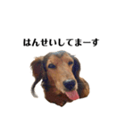 ミニチュアダックスかいちゃん 犬の日常3（個別スタンプ：4）