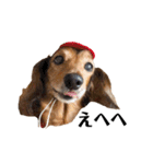 ミニチュアダックスかいちゃん 犬の日常3（個別スタンプ：5）