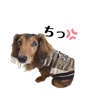 ミニチュアダックスかいちゃん 犬の日常3（個別スタンプ：6）