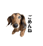 ミニチュアダックスかいちゃん 犬の日常3（個別スタンプ：7）