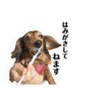 ミニチュアダックスかいちゃん 犬の日常3（個別スタンプ：8）