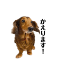 ミニチュアダックスかいちゃん 犬の日常3（個別スタンプ：9）