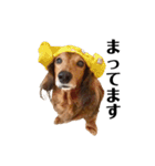 ミニチュアダックスかいちゃん 犬の日常3（個別スタンプ：10）