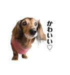 ミニチュアダックスかいちゃん 犬の日常3（個別スタンプ：11）