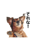 ミニチュアダックスかいちゃん 犬の日常3（個別スタンプ：15）