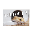 レオパ部（個別スタンプ：2）
