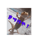 レオパ部（個別スタンプ：24）