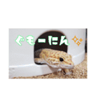 レオパ部（個別スタンプ：37）
