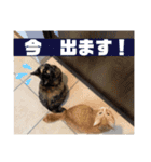 猫村(とびみけ姉妹、茶とら・さび姉妹)②（個別スタンプ：26）