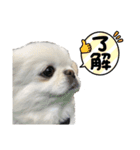 犬で一言返信。（個別スタンプ：4）