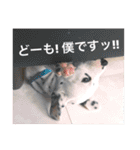 ダルメシアンパピー陸空【ブルーホワイト】（個別スタンプ：1）