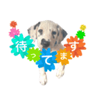 ダルメシアンパピー陸空【ブルーホワイト】（個別スタンプ：9）