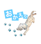 ダルメシアンパピー陸空【ブルーホワイト】（個別スタンプ：18）