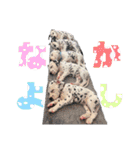 ダルメシアンパピー陸空【ブルーホワイト】（個別スタンプ：23）