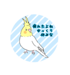 オカメインコだらけ（個別スタンプ：6）