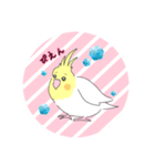 オカメインコだらけ（個別スタンプ：31）