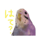 すけかく6（個別スタンプ：5）