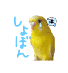 すけかく6（個別スタンプ：13）