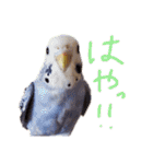 すけかく6（個別スタンプ：15）