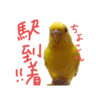 すけかく6（個別スタンプ：17）