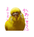 すけかく6（個別スタンプ：19）