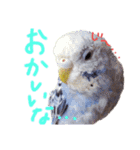 すけかく6（個別スタンプ：20）