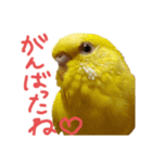 すけかく6（個別スタンプ：22）