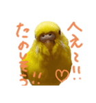 すけかく6（個別スタンプ：30）