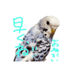 すけかく6（個別スタンプ：32）