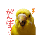 すけかく6（個別スタンプ：33）
