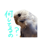 すけかく6（個別スタンプ：34）
