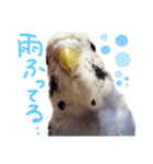 すけかく6（個別スタンプ：35）