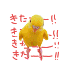 すけかく6（個別スタンプ：40）