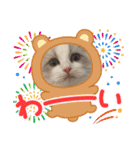 ラグドール猫のポポの日常（個別スタンプ：1）