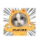 ラグドール猫のポポの日常（個別スタンプ：3）