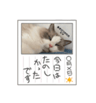 ラグドール猫のポポの日常（個別スタンプ：4）