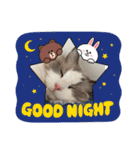 ラグドール猫のポポの日常（個別スタンプ：5）