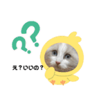 ラグドール猫のポポの日常（個別スタンプ：6）