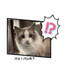 ラグドール猫のポポの日常（個別スタンプ：7）