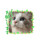 ラグドール猫のポポの日常（個別スタンプ：8）