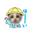ラグドール猫のポポの日常（個別スタンプ：10）