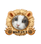 ラグドール猫のポポの日常（個別スタンプ：11）