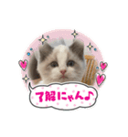 ラグドール猫のポポの日常（個別スタンプ：13）