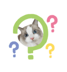 ラグドール猫のポポの日常（個別スタンプ：14）