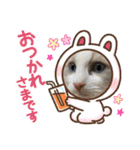 ラグドール猫のポポの日常（個別スタンプ：16）